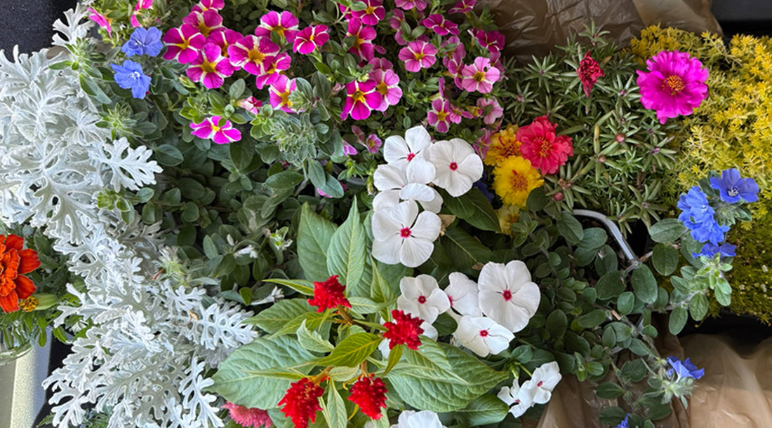 Color Notes from the Garden